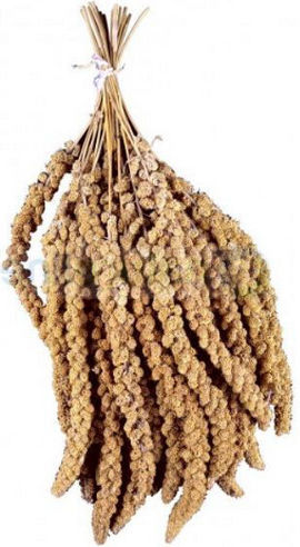 Padovan Birds Food for Birds 15kg