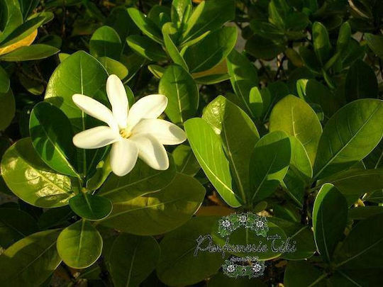 Tiare Vanilla Eau de Toilette 100ml