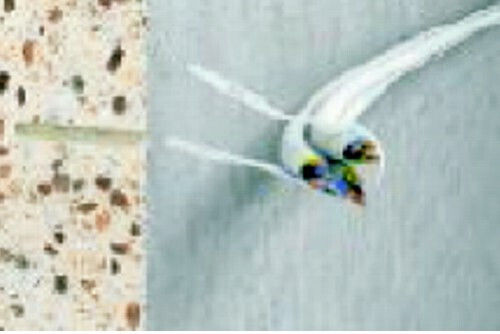 Elvhx Στήριγμα Ηλεκτρολογικού Σωλήνα με Διάμετρο 13mm από Πλαστικό 6543