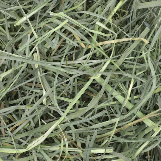 Oxbow Orchard Grass Hay Grass for Guinea Pig, Rabbit, Squirrel and Hamster 425gr
