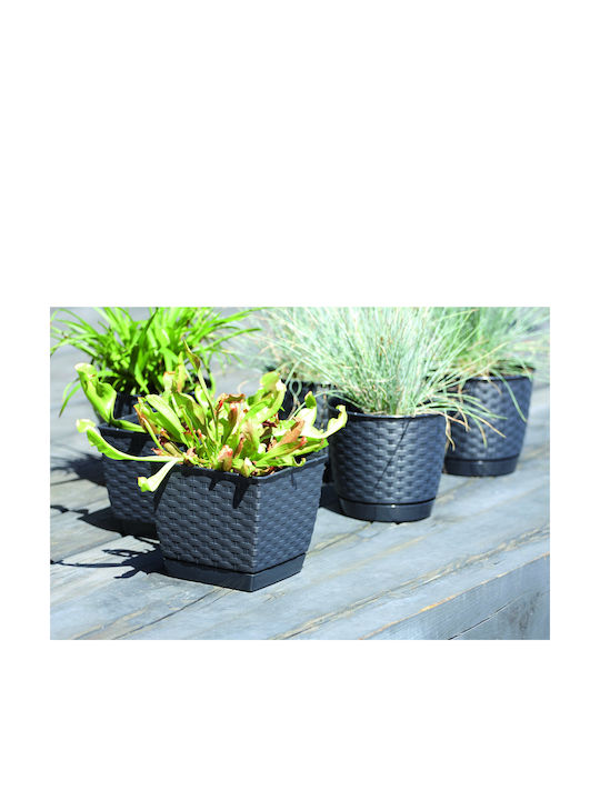 Prosperplast DRLK220 Blumentopf Rattan Weiß