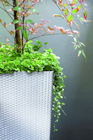Prosperplast DRTS170 Саксия Ратан Сив Със стойка 17x17x32.5εκ.