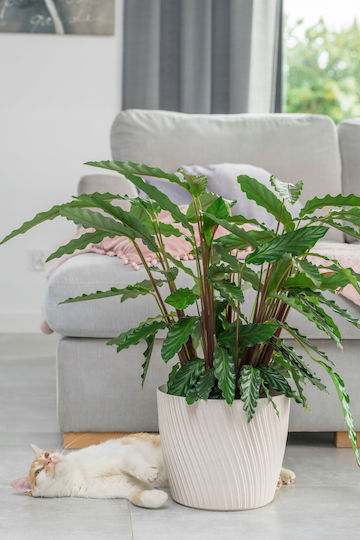 Form Plastic Mika Γλάστρα Πλαστική Forest moss 14.8x14.8x16.8εκ.