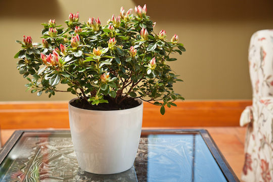 Lamela Magnolia Γλάστρα Πλαστική Λευκή 13.5x13.5x12εκ.