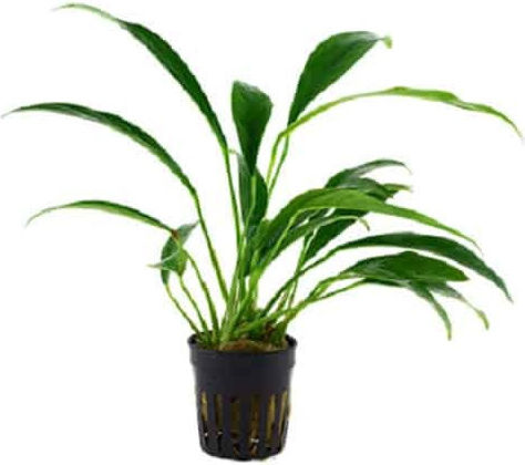 Tropica Potted Live Aquarium Plant Anubias Βarteri