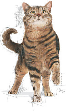 Royal Canin Appetite Control Care Ξηρά Τροφή για Στειρωμένες Γάτες με Ευαίσθητο Ουροποιητικό 2kg