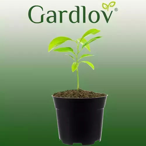 Gardlov Γλαστράκι Φύτευσης 500τμχ