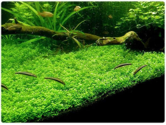 Stoffels Живо Аквариумно Растение Micranthemum