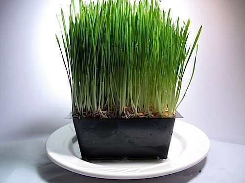 Geo Bavicchi Samen Biologischer Anbau 1kg