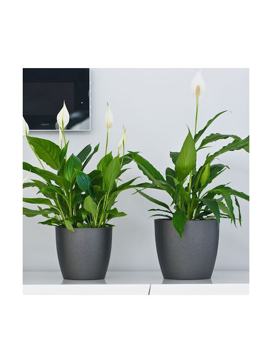 Don-Plast Ghiveci Plastic 25x25x22.9cm.