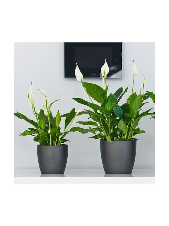 Don-Plast Ghiveci Plastic 25x25x22.9cm.
