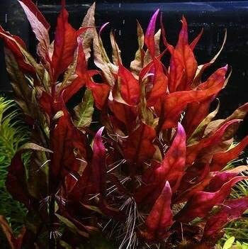 S.i Alternanthera Live Aquarium Plant