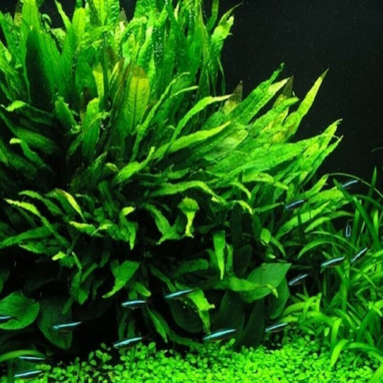 Stoffels S.i Ζωντανό Φυτό Ενυδρείου Microsorum