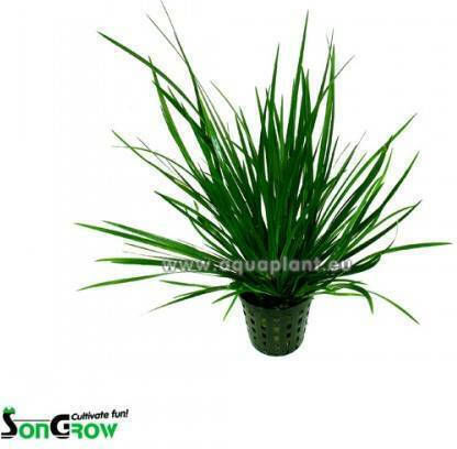 SonGrow Pot Lebende Aquariumspflanze