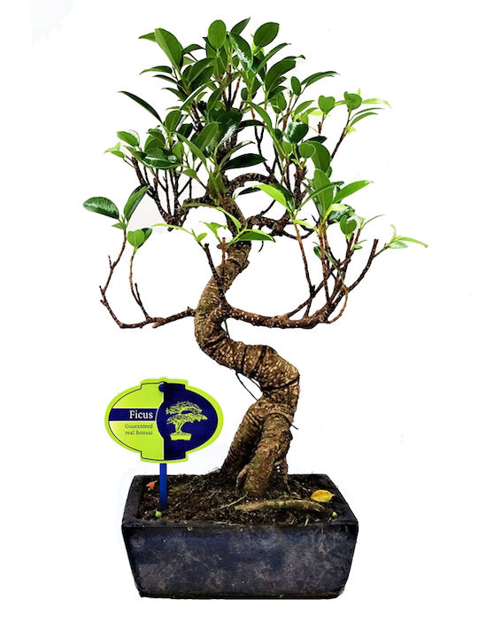 Bonsai