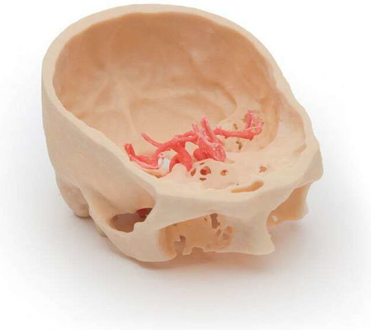 Erler Zimmer Skull/Head Model