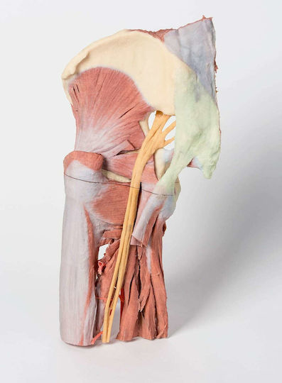 Erler Zimmer Manechin de antrenament Organele interne