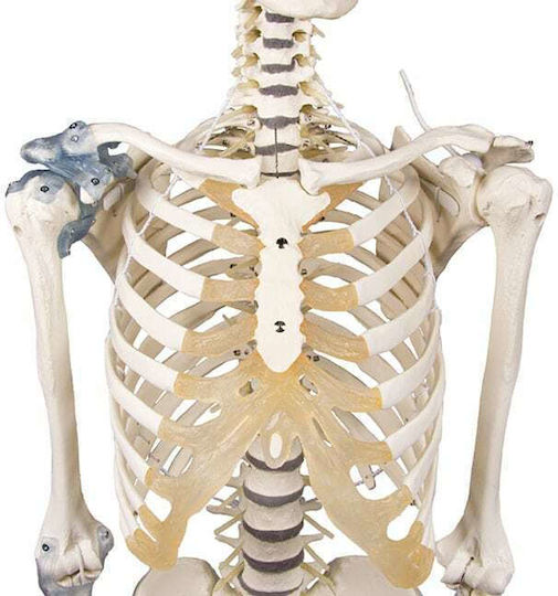 Erler Zimmer Manechin de antrenament medical pentru schelet uman