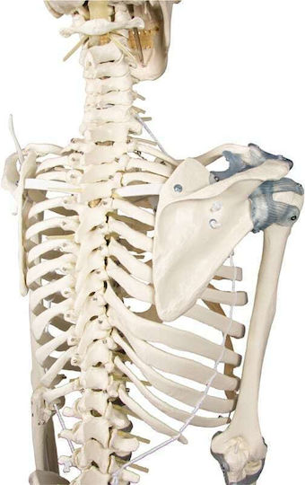 Erler Zimmer Manechin de antrenament medical pentru schelet uman