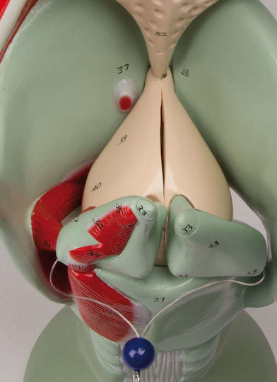 Erler Zimmer Internal Organs Model
