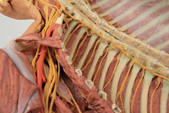 Erler Zimmer Modell Innere Organe