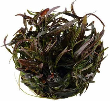 Tropica Lebende Aquariumspflanze Hygrophila polysperma