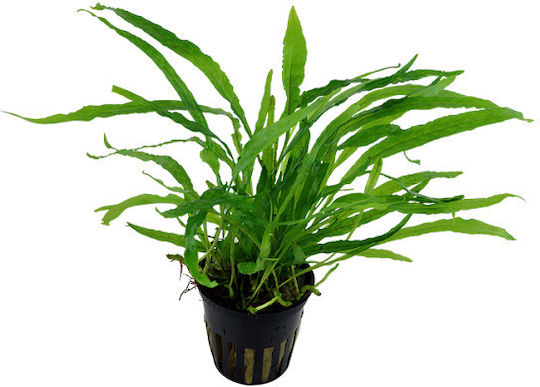 Tropica Microsorum Live Aquarium Plant