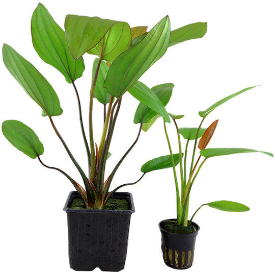 Tropica Plantă acvatică vie Echinodorus bleheri