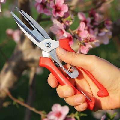 Pruning Shears