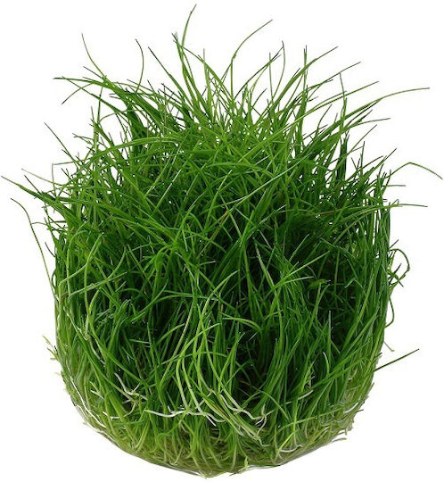 Tropica Ζωντανό Φυτό Ενυδρείου Eleocharis