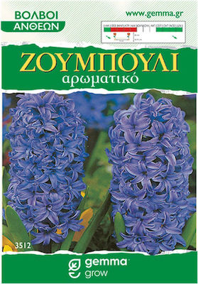 Gemma Bulbs Hyacinthus 2pcs Blue