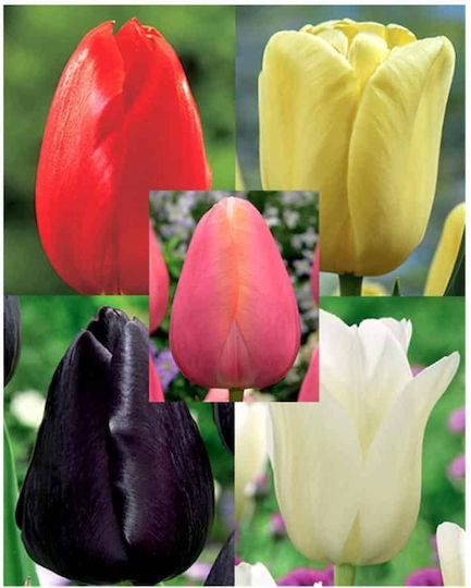 Gemma Bulb Tulipς White