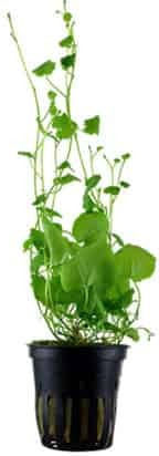 Tropica Live Aquarium Plant