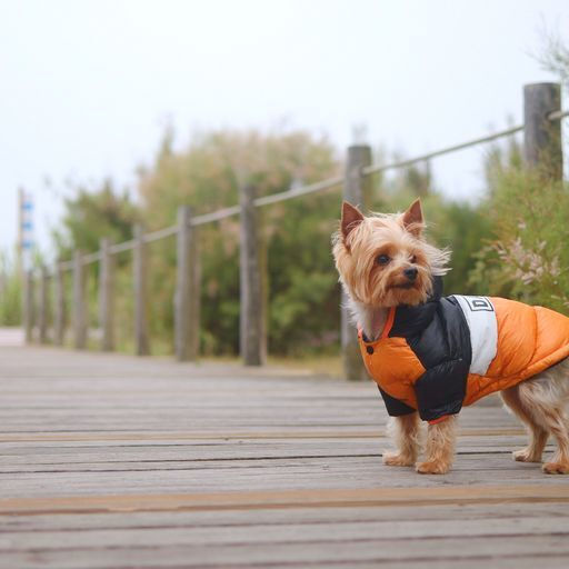 Dashi Orange Waterproof Dog Coat XSmall with 30cm Back Length