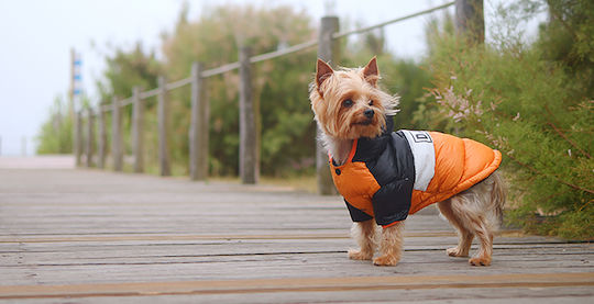 Dashi Orange Waterproof Dog Coat Large with 42cm Back Length