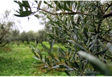 Olea Tree Extra Virgin Olive Oil Organic 5lt