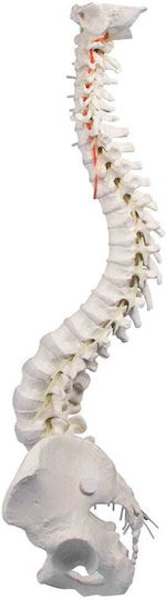 Erler Zimmer Human Skeleton Model