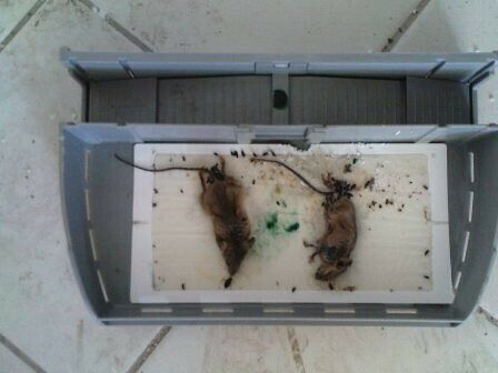 Trapper Παγίδα Κόλλας