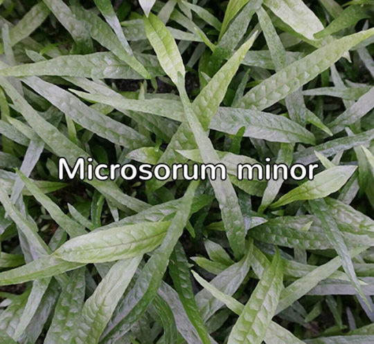 SonGrow Microsorum Live Aquarium Plant