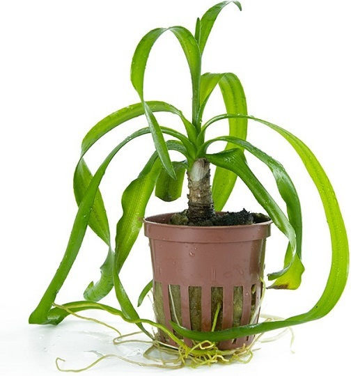 Tropica Potted Lebende Aquariumspflanze