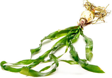 Tropica Potted Lebende Aquariumspflanze