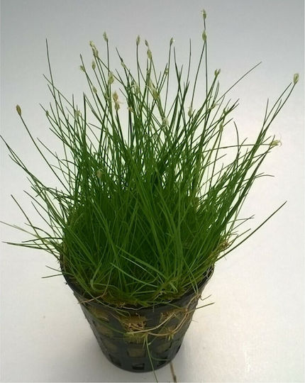 SonGrow Parvula Previously E Acicularis Plantă acvatică vie Eleocharis