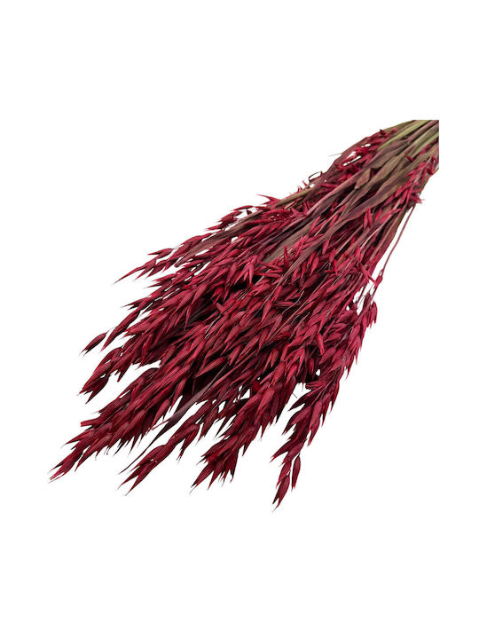 Dried Plant Red 1pcs