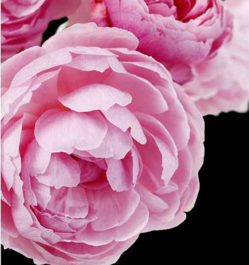 Yodeyma Adriana Rose Eau de Parfum 100ml
