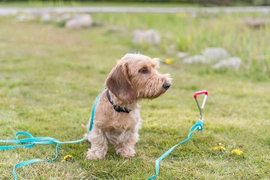 Trixie Dog Leash/Lead Iron Chain Leash 40cm / 9mm in Silver color