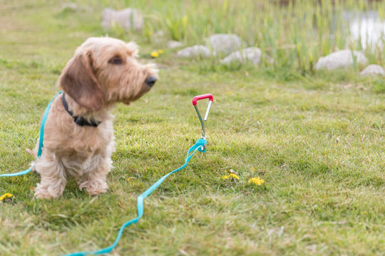 Trixie Dog Leash/Lead Iron Chain Leash 40cm / 9mm in Silver color