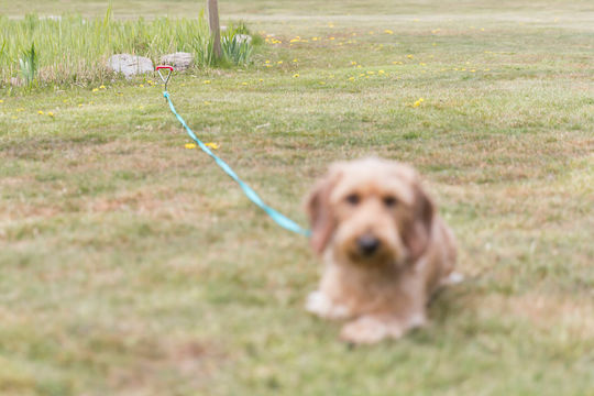 Trixie Dog Leash/Lead Iron Chain Leash 40cm / 9mm in Silver color