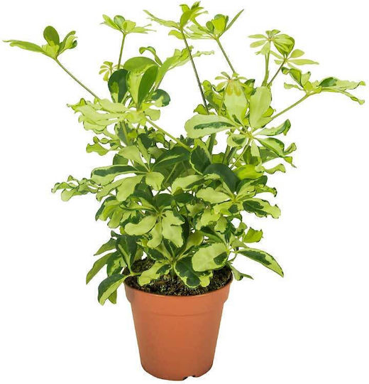 Schefflera 'melanie' 13cm