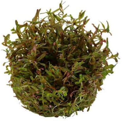Tropica Rotala Live Aquarium Plant