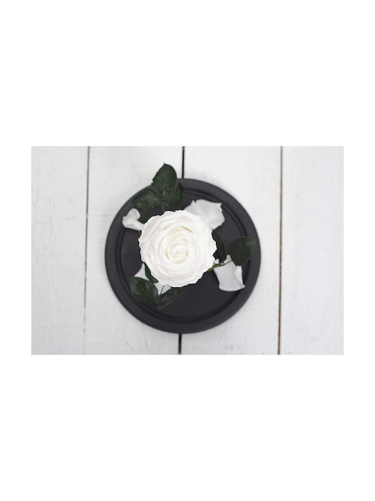 Trandafir Etern White 22cm în Yala cu LED